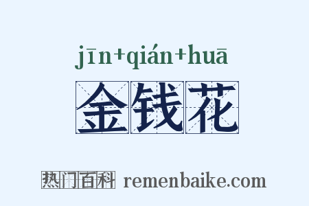 金钱花是什么意思的图片